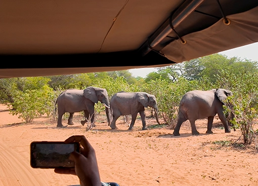 Elephants seen on The Kruger Experience Tour