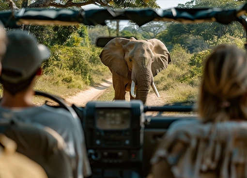 elephants seen on safr